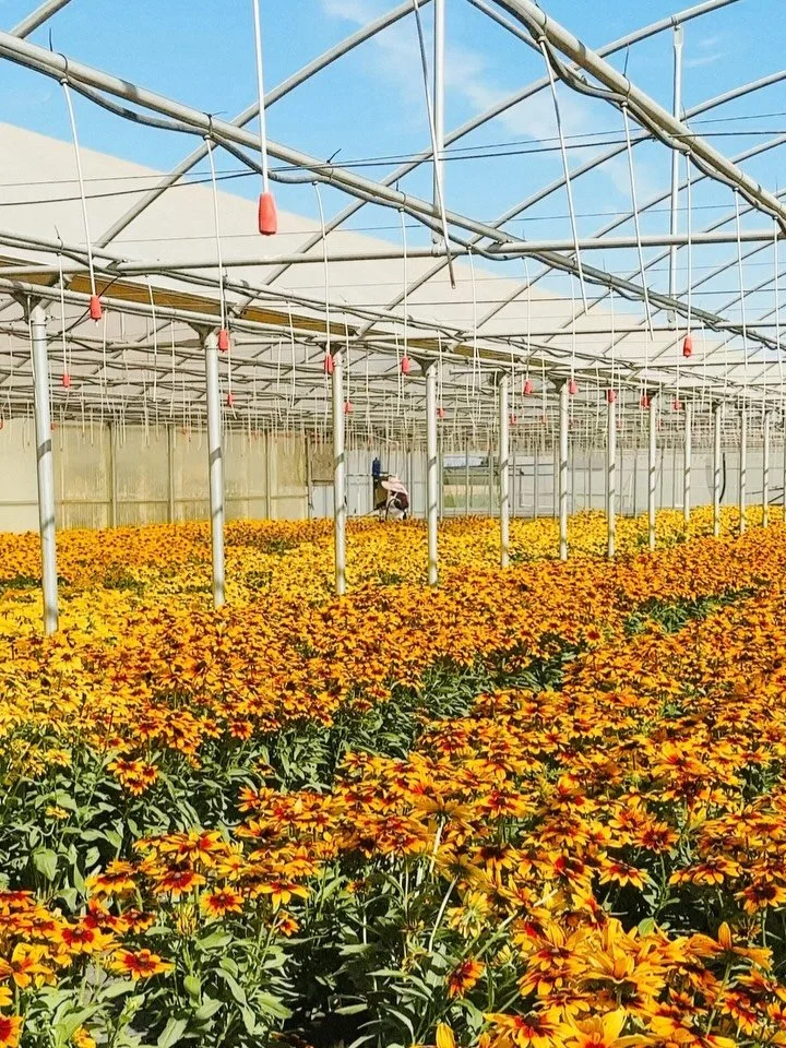 Our annual August field trip. 🌱

Every year we visit a few local wholesale growers to see what they&rsquo;re doing, ask questions, steal ideas, and generally nerd out about plants.

Amazing to see the scale and automation, but you can&rsquo;t replac