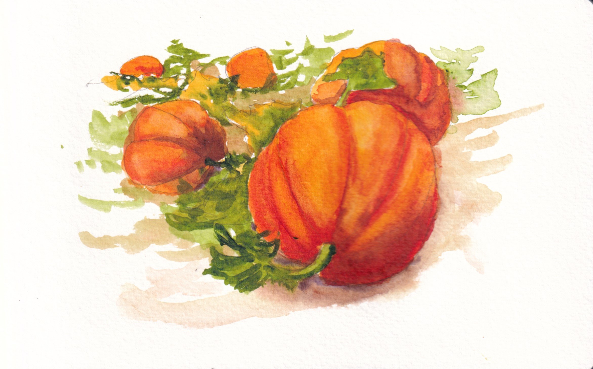 Moore-K pumpkin sketch.jpg
