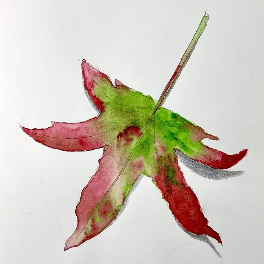 Moore K Sweetgum Red Tips.jpg