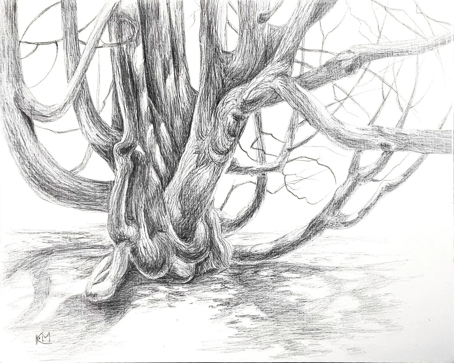 Drawing Trees w/ Kathleen Moore - Thursdays, March 12 - April 9, 10:30-1:00: All Levels