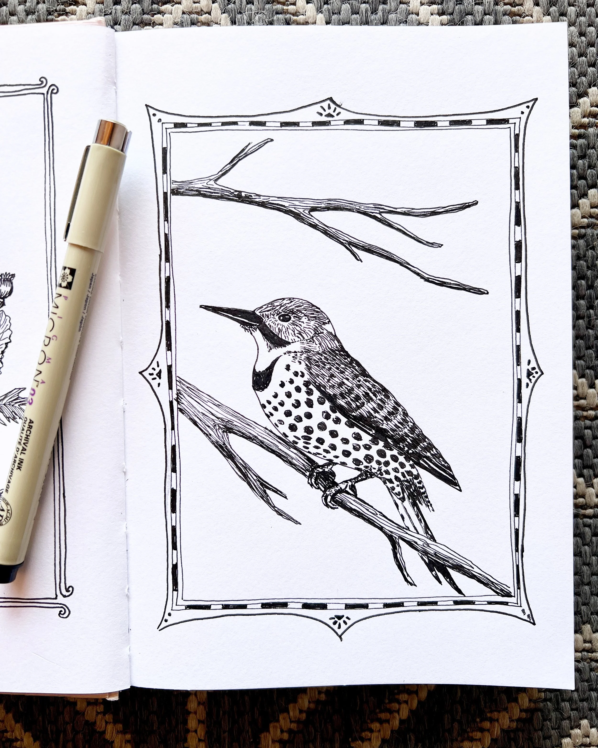 Northern Flicker Woodpecker