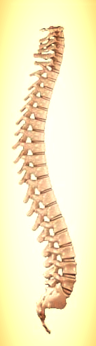 Spine.jpg