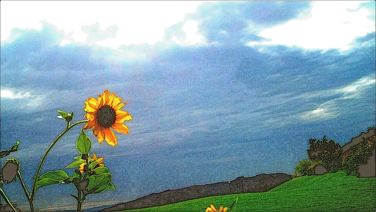 Flower.jpg