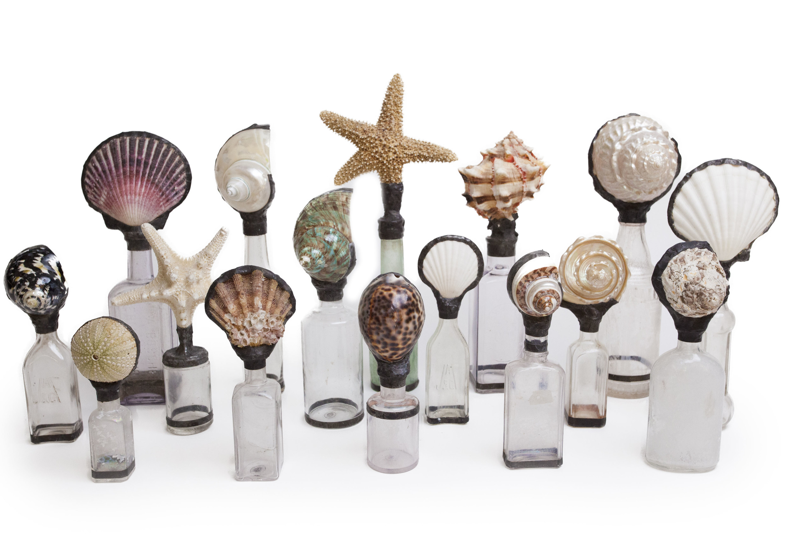Shell Collection.jpg
