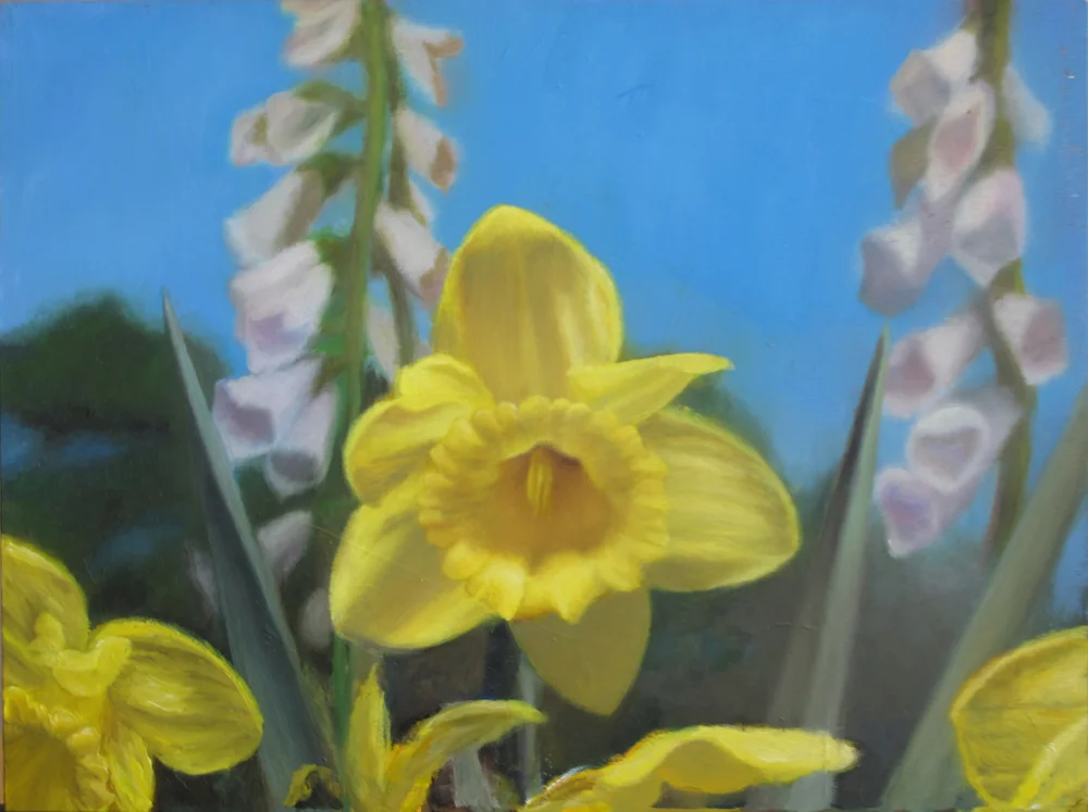 Yellow Daffodil