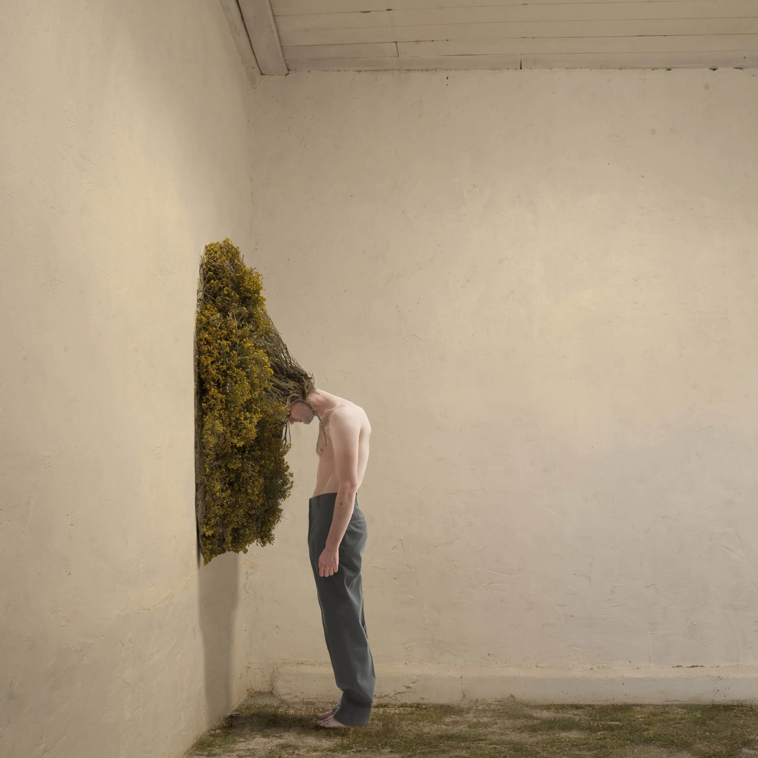 tree.jpg
