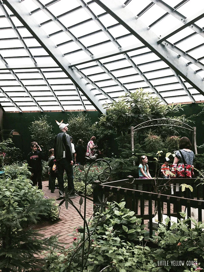 Inside the sanctuary at "The Butterfly Place" in Westford, MA