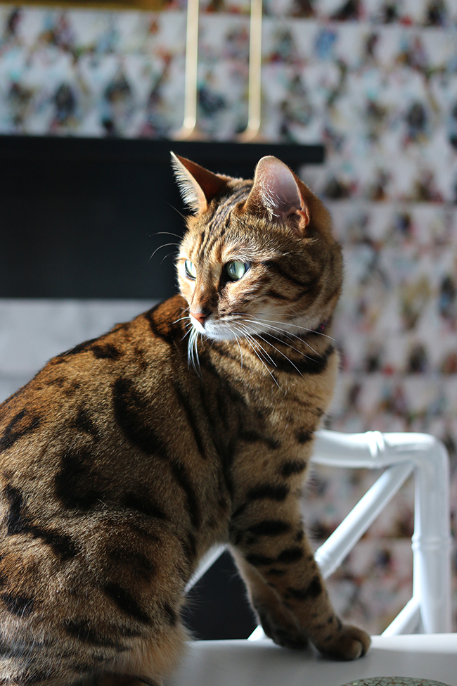 Photography provided by Swoonworthy - Meisha