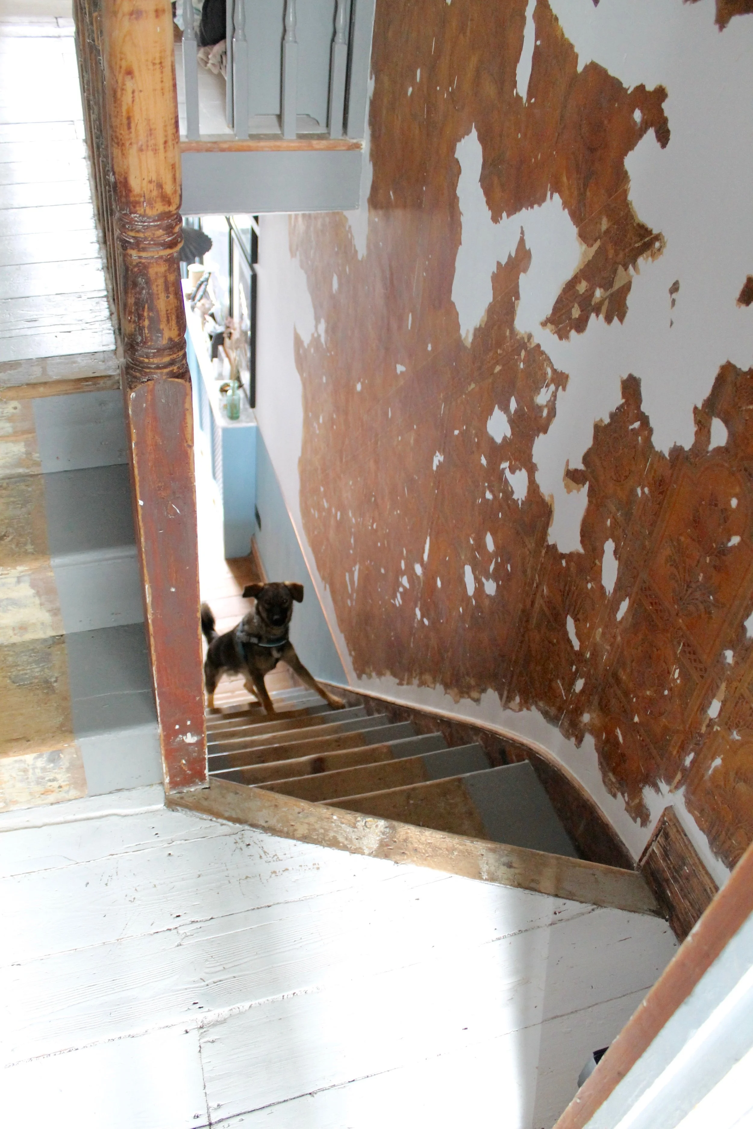 Photography provided by Joanna Thornhill - O bligatory shot of naughty rescue dog Stan Lee, who you can hear barking in the background during recording :)