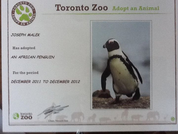 Meet my sibling - African Penguin!