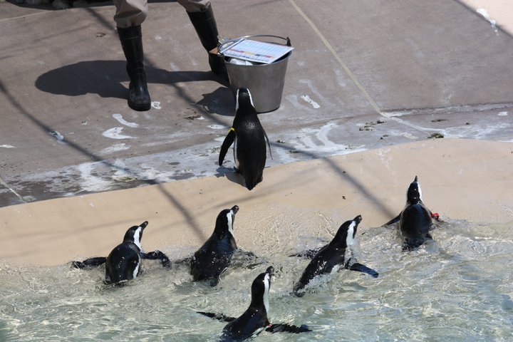 Oh these little guys are just the best! Always playing! 