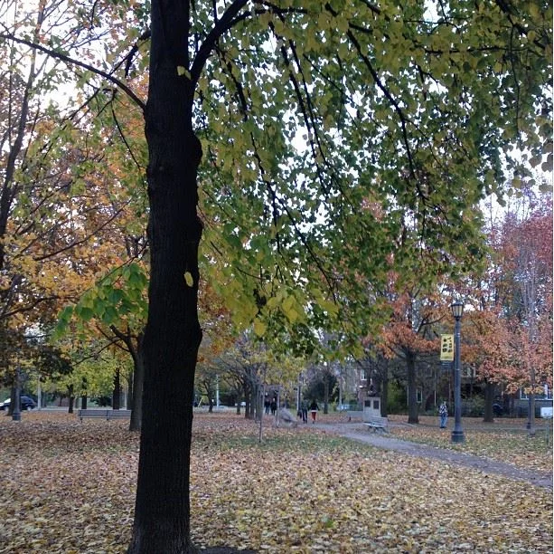 Don't you just want to roll around on those leaves?
