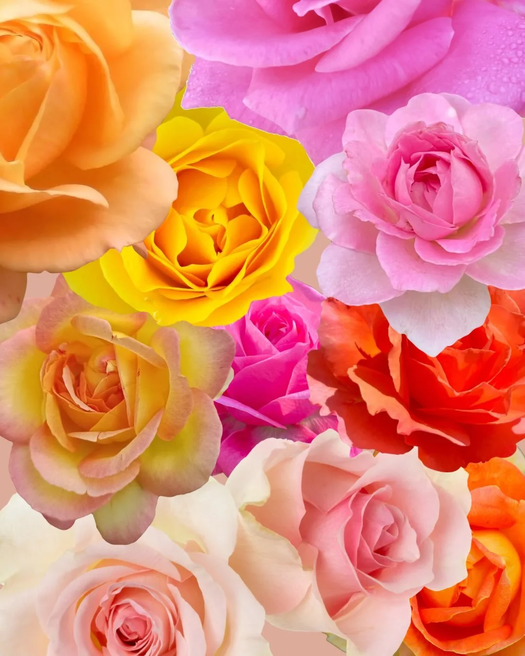 Send this to someone who deserves roses on their feed today.

🌹 Join us THIS FRIDAY, OCTOBER 9, 7PM at @comedybarto for opening night of the feel-good hit, ROSES &amp; THORNS! 

An improvised comedy aimed at audiences looking for a shot of optimism 
