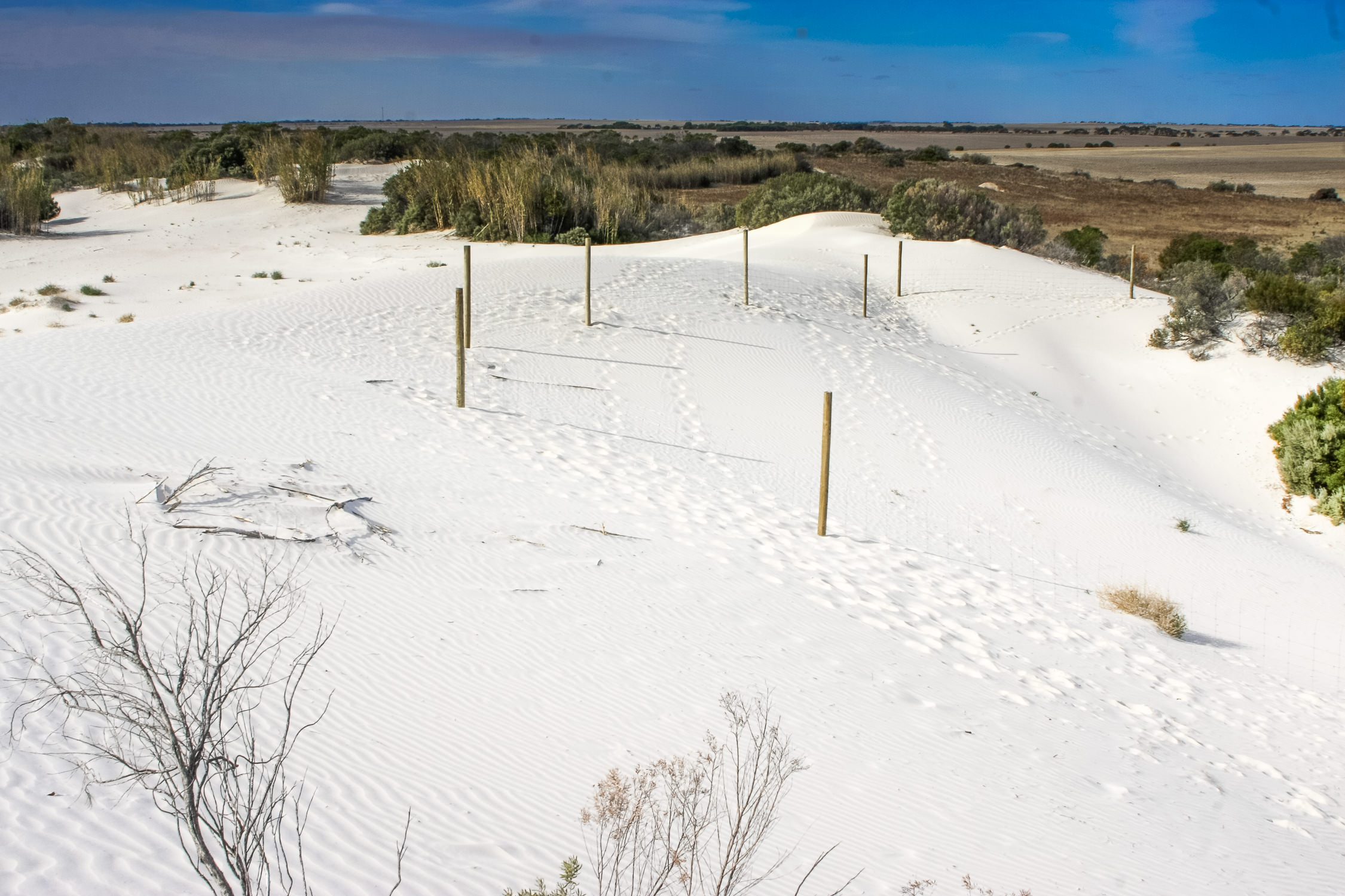  Sand dune restoration area 