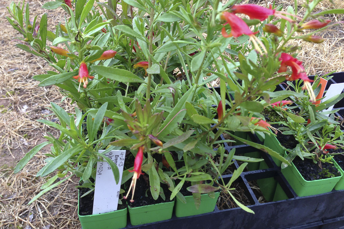 plant forms and foliage of the species