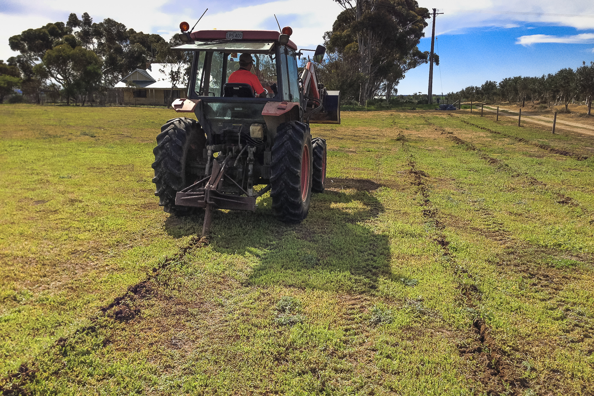 Langhornes
Creek site preparation