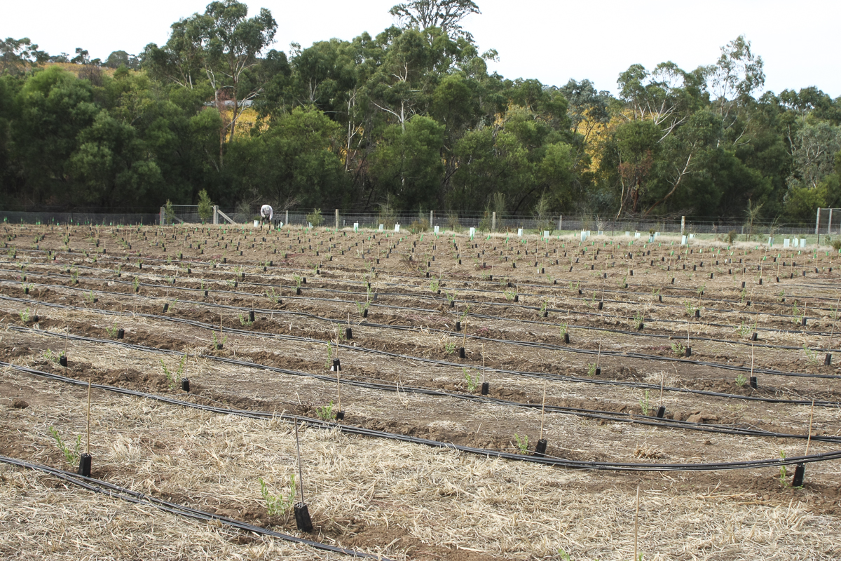 Mt
Torrens site preparation