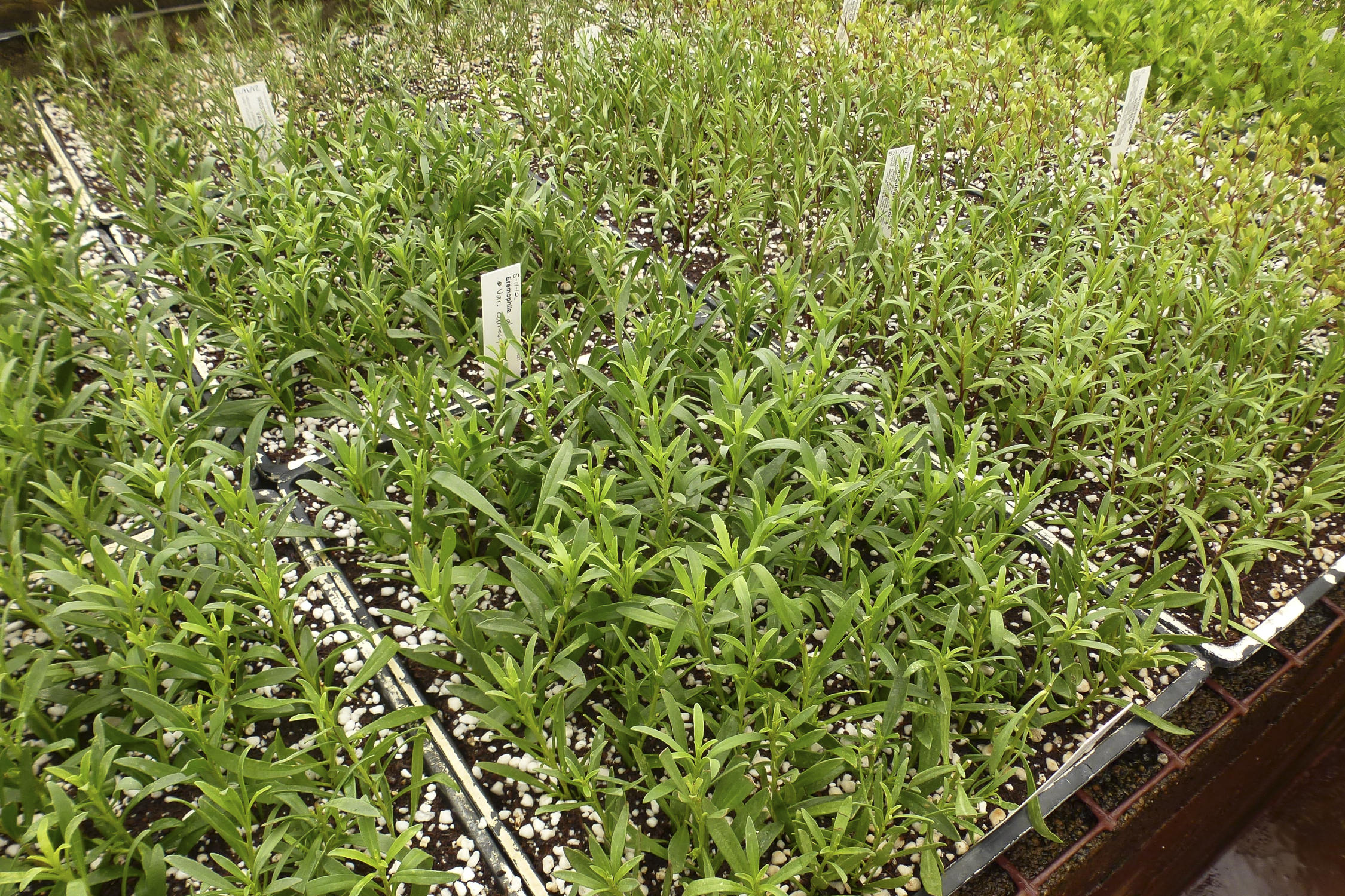  Eremophylla plant seedlings 