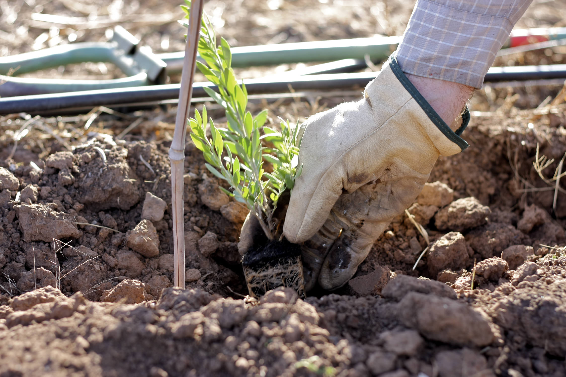  Planting at the Mt Torrens site 