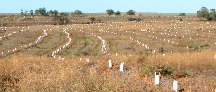 Press – Murray Pioneer: Revegetation project under way