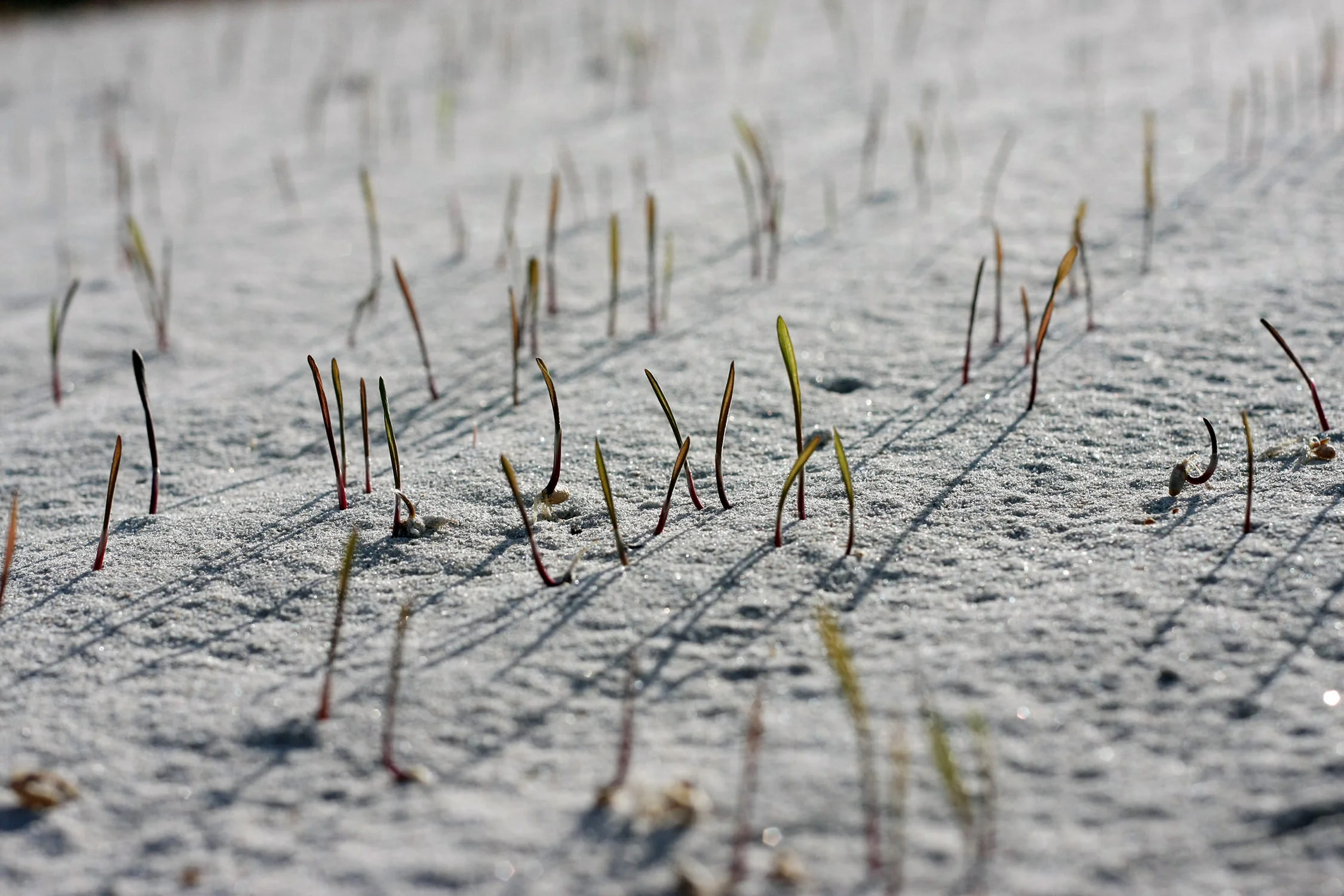 Aerial Seeding at Cape Elisabeth