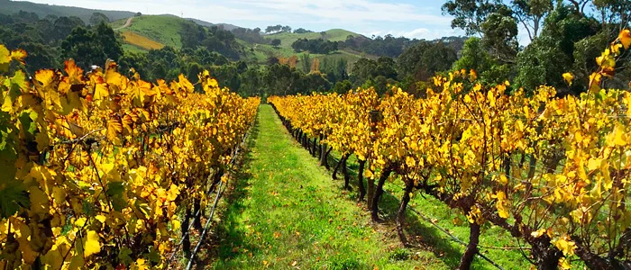 Assisting the Viticulture Industry to look ahead