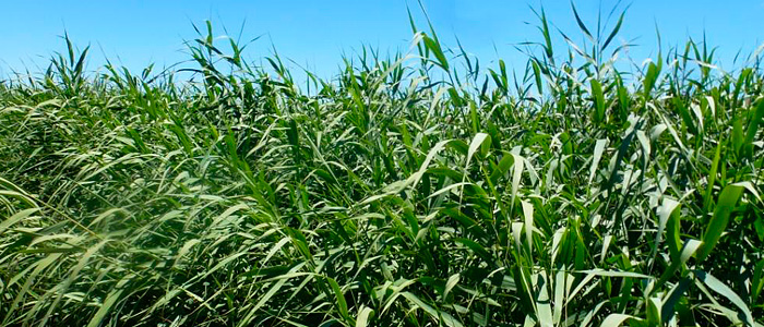 Bioenergy Announcement