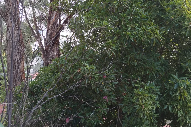 Pittosporum infecting stringybark-2.jpg