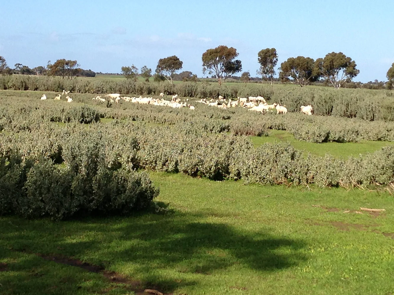 Drought Proofing Grazing Properties - Resilient Farming Futures 