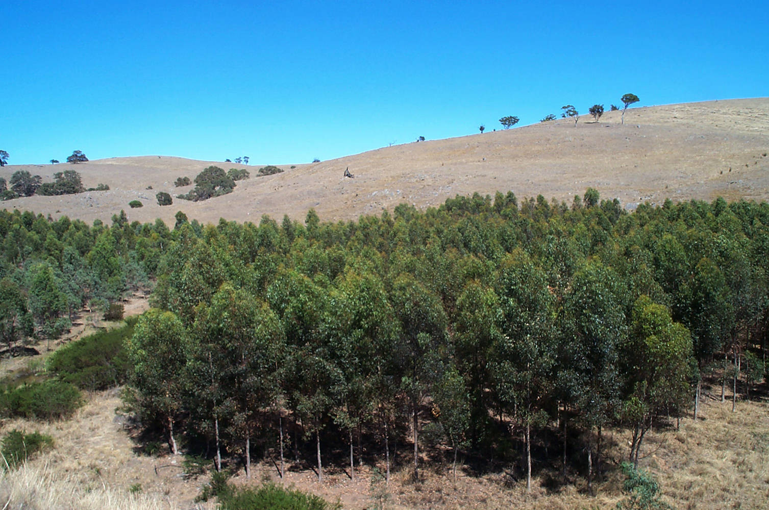 Dryland Farm Forestry 