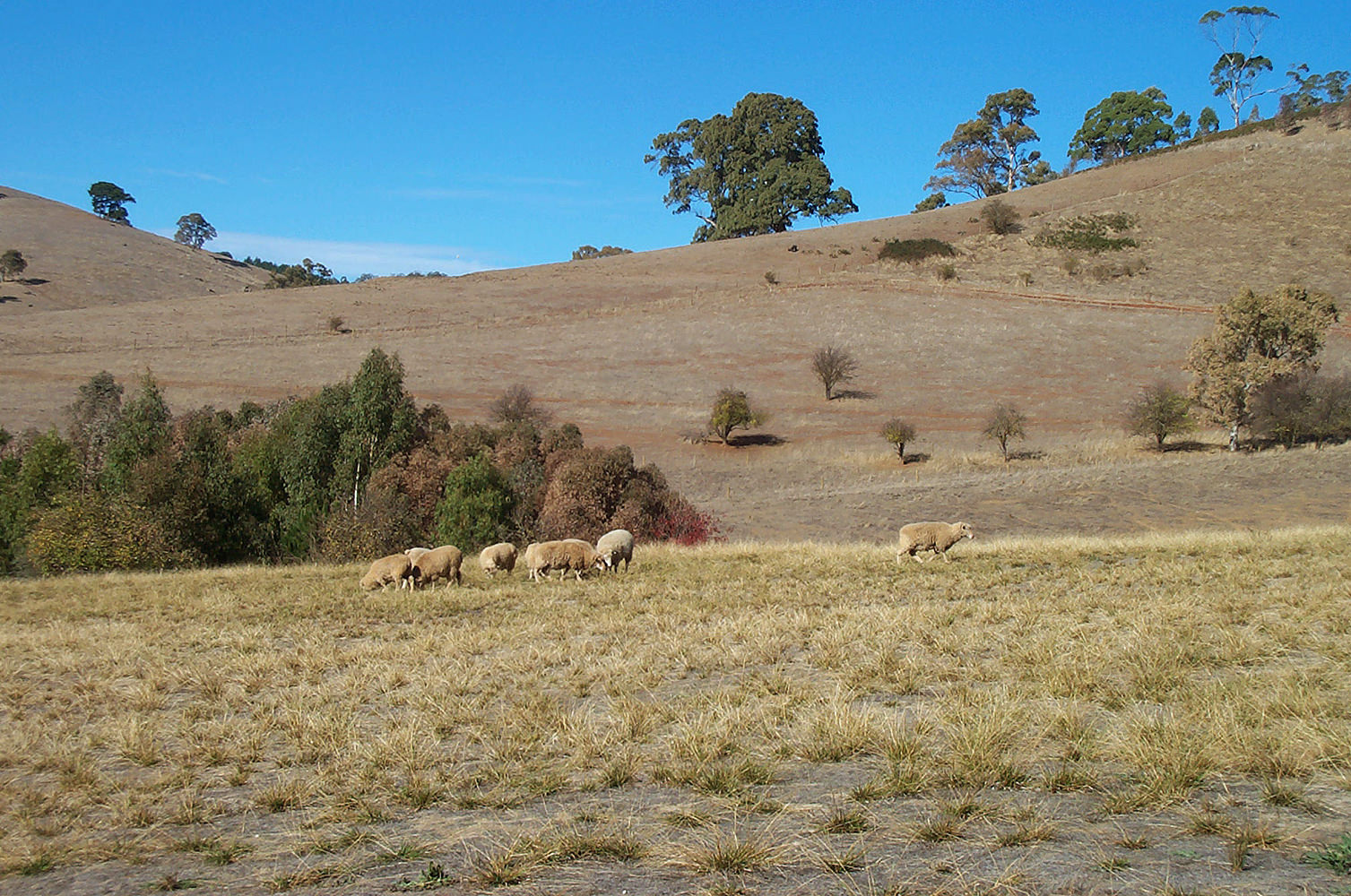 sheep grazing in summer