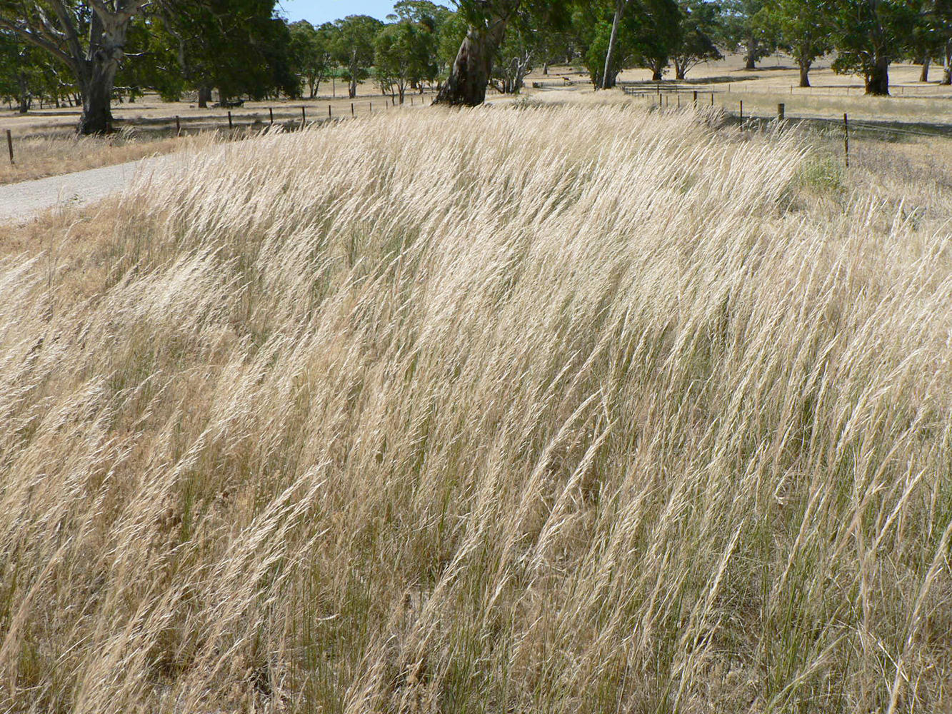 Spear Grass