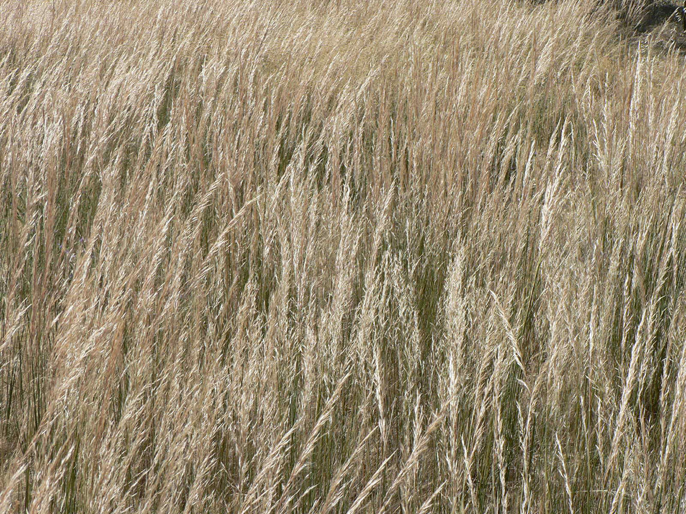 Spear Grass