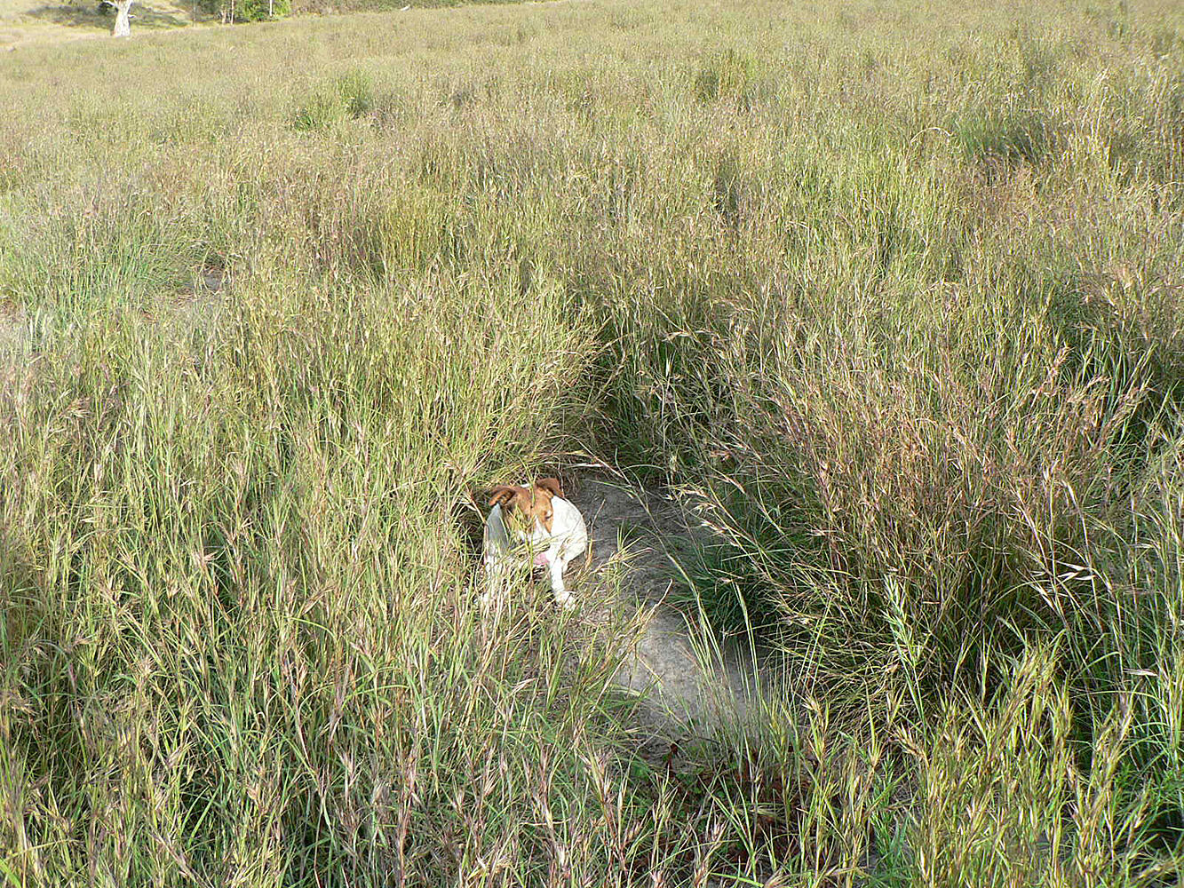 Kangaroo Grass