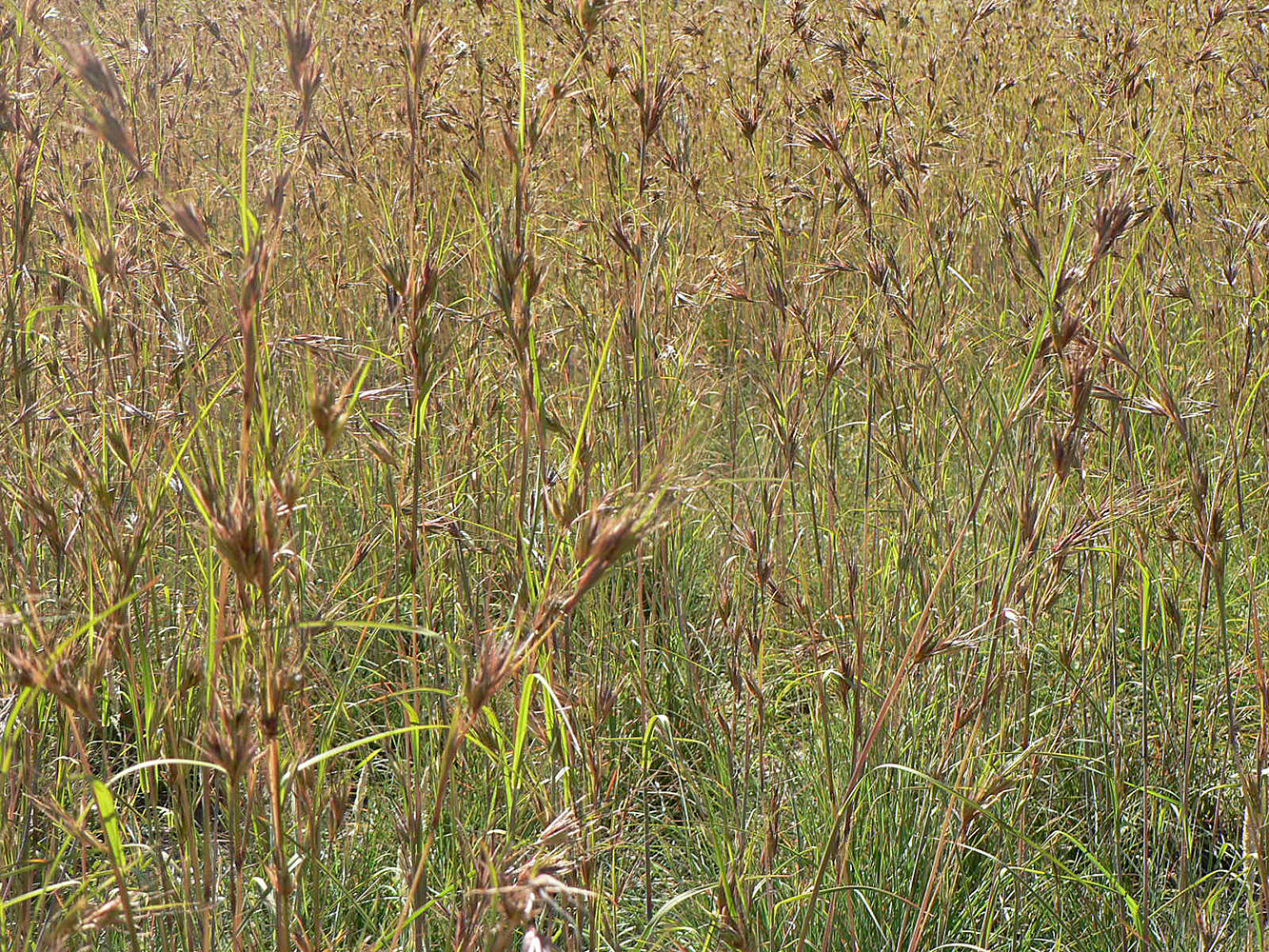 Kangaroo Grass