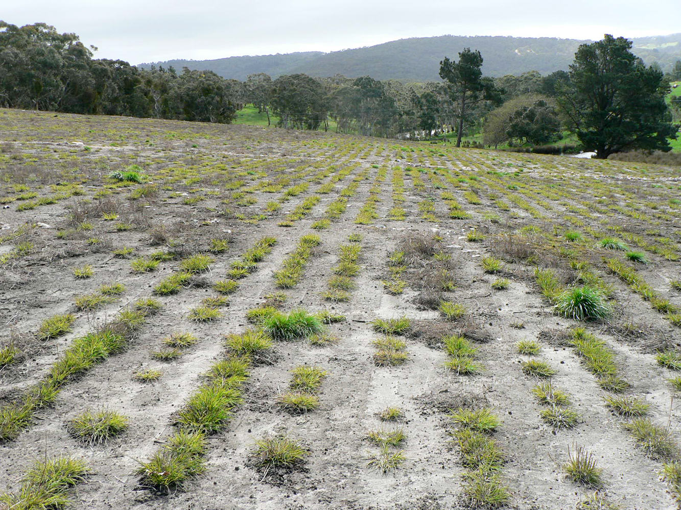 Themeda germinated