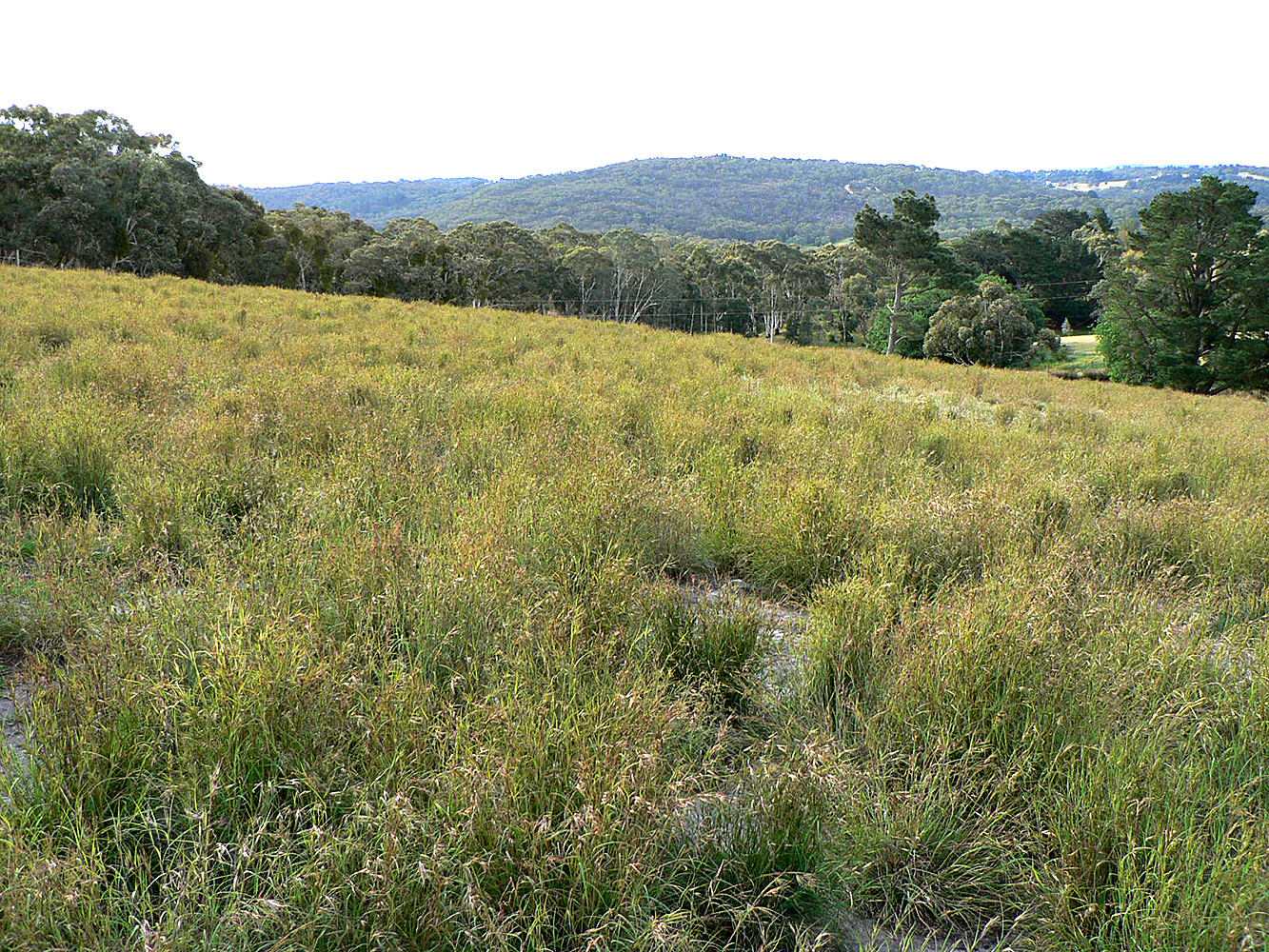 Themeda Triandra