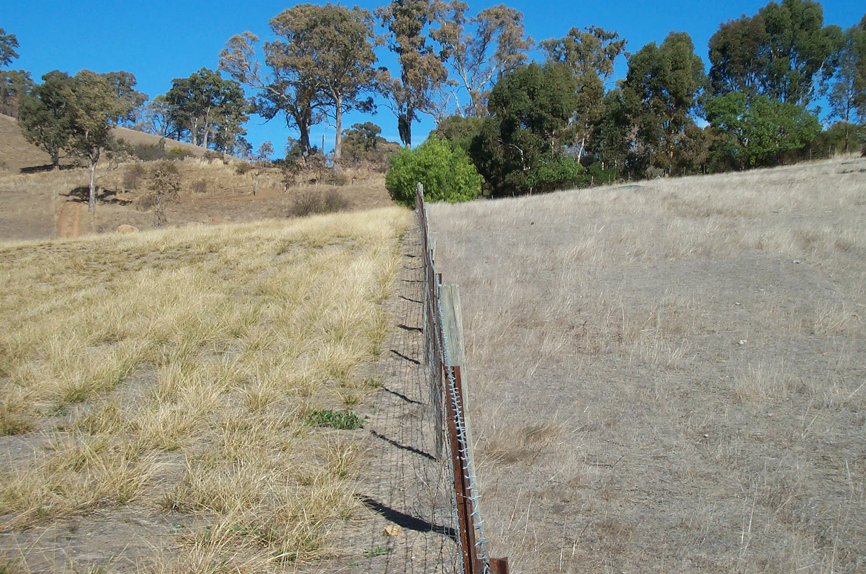Native Grasses for improved pasture systems