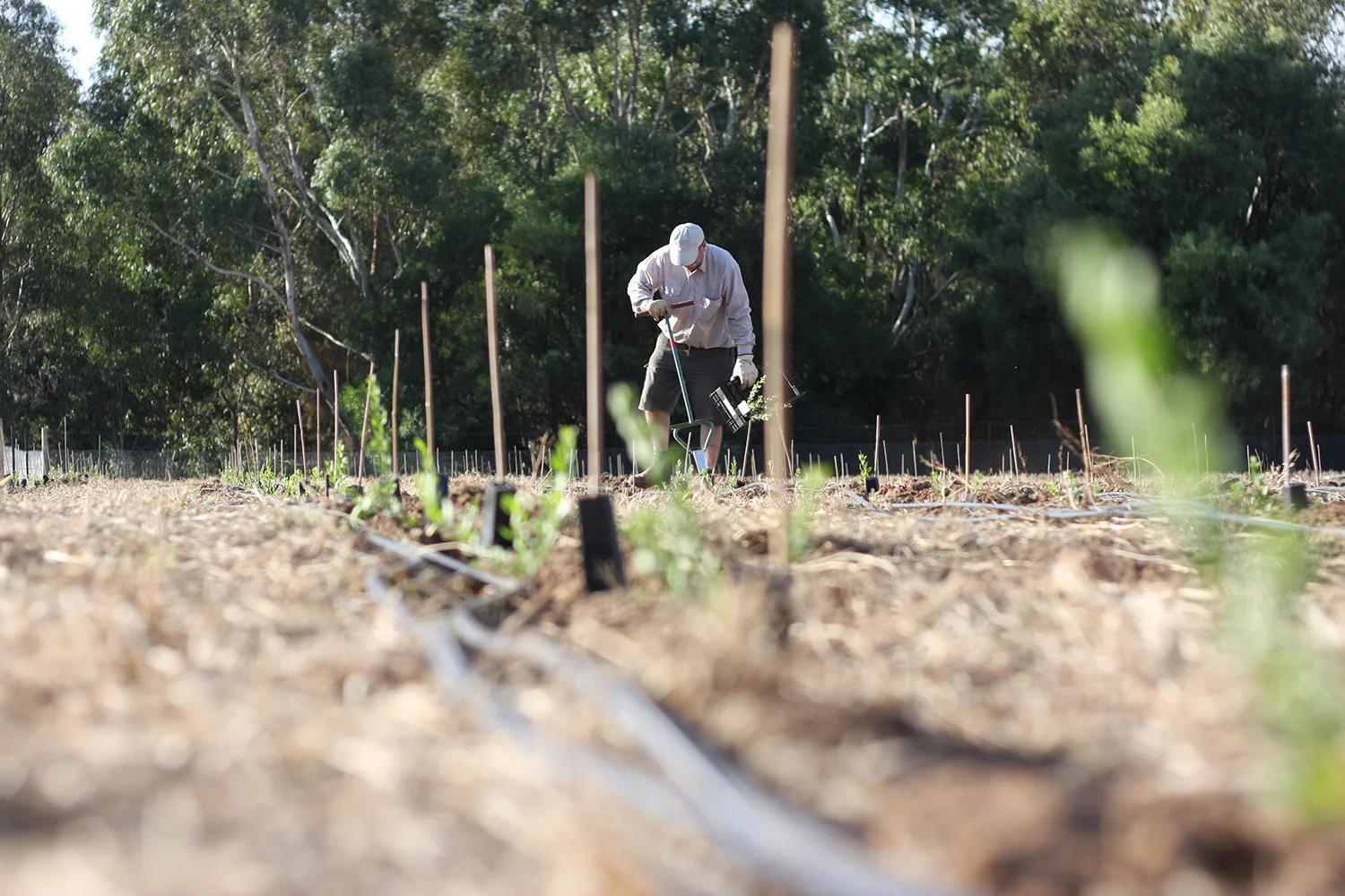 Eremophylla Research Project