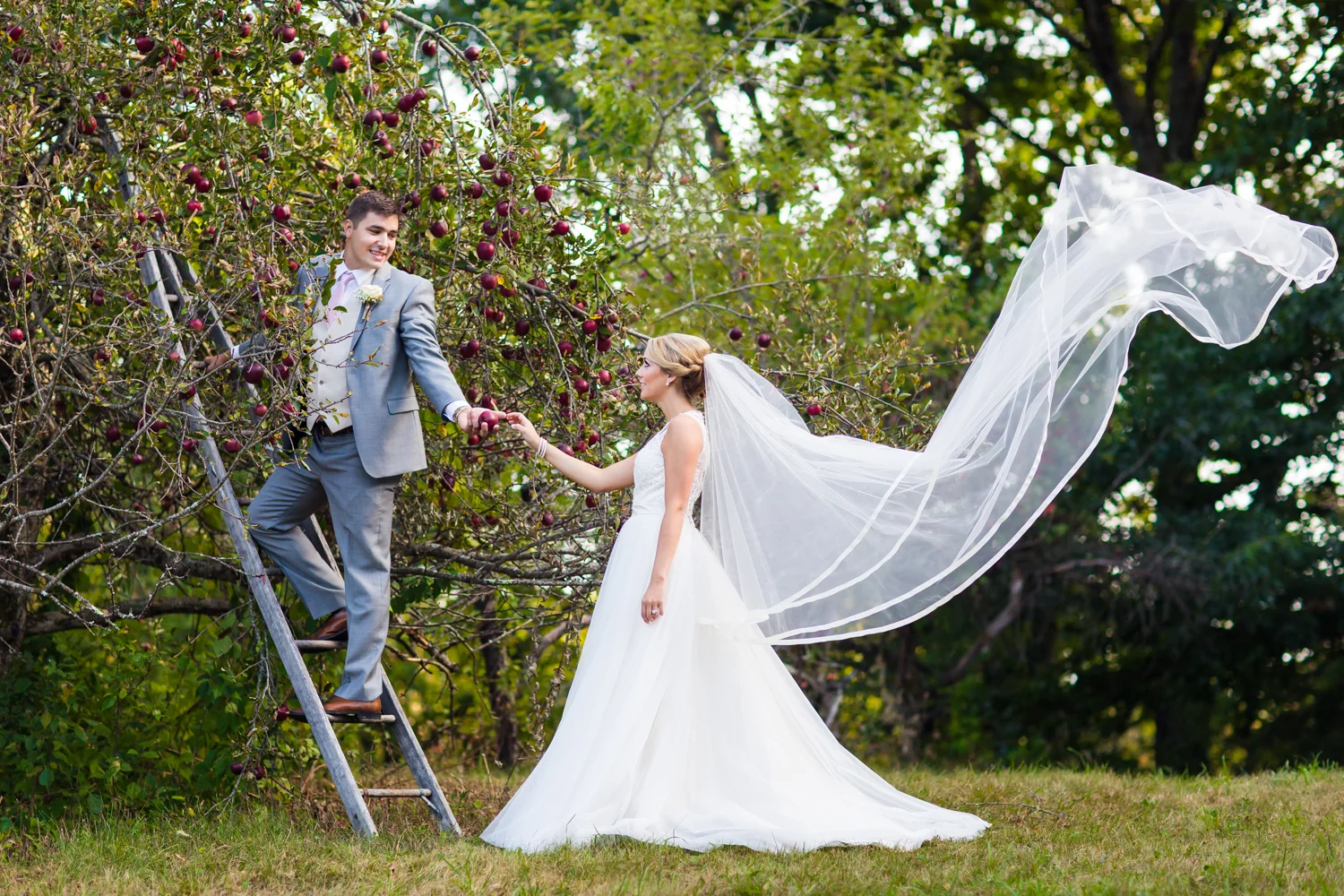 Sarah + Joe  |  Apple Orchard in Harvard