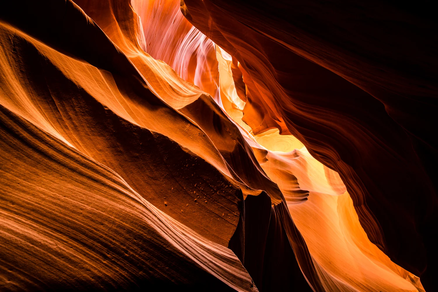 antelope-3.jpg