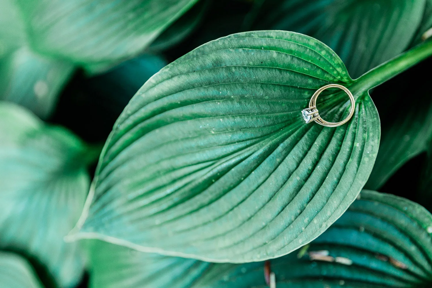 Elm Bank Wellesley Engagement Session-22.jpg