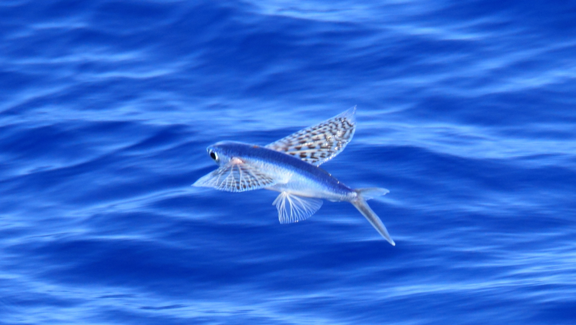 Flying Fish Photos : Fish Flying Water Over Winged Four Atlantic ...