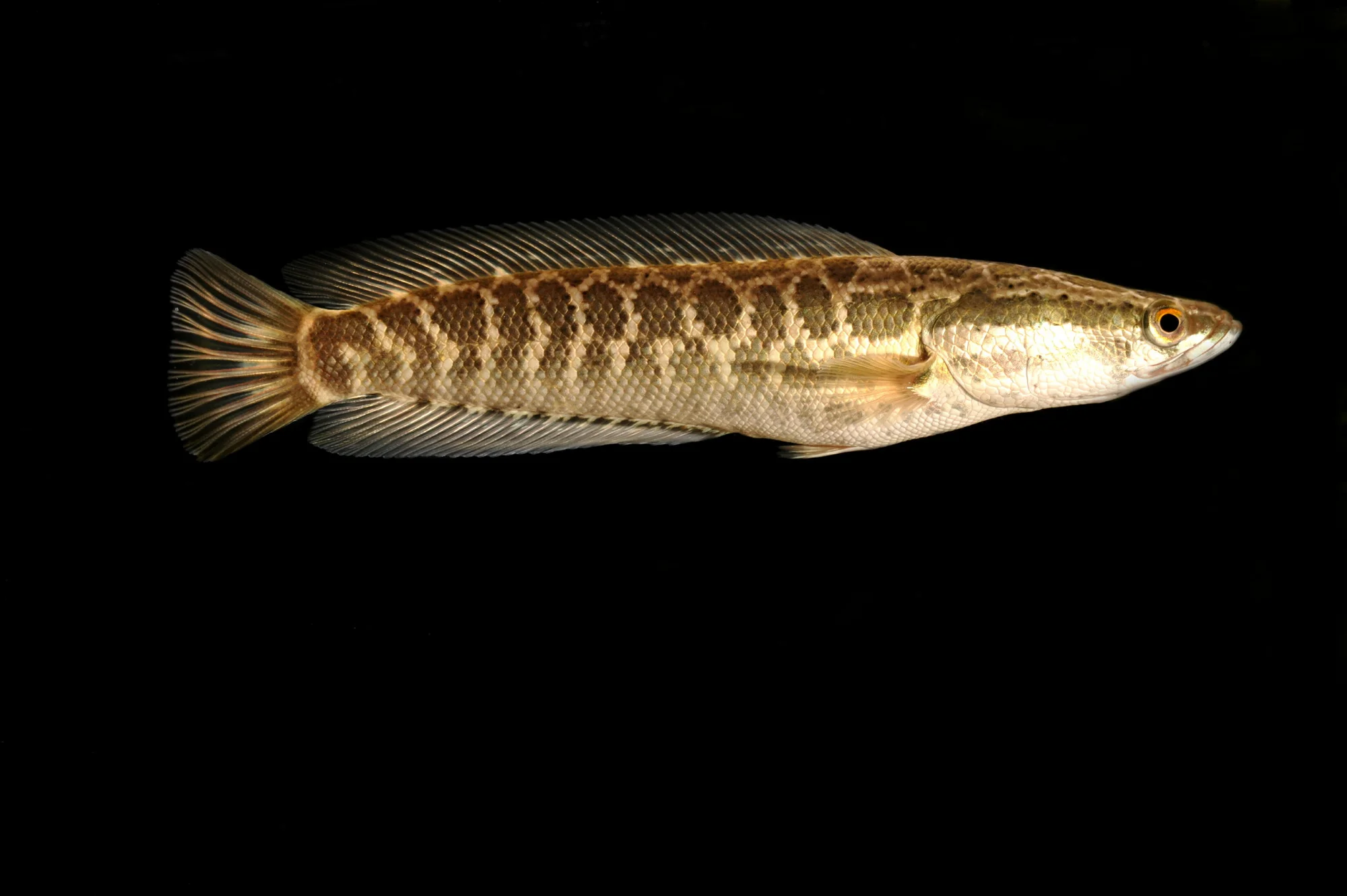 northern snakehead.jpg