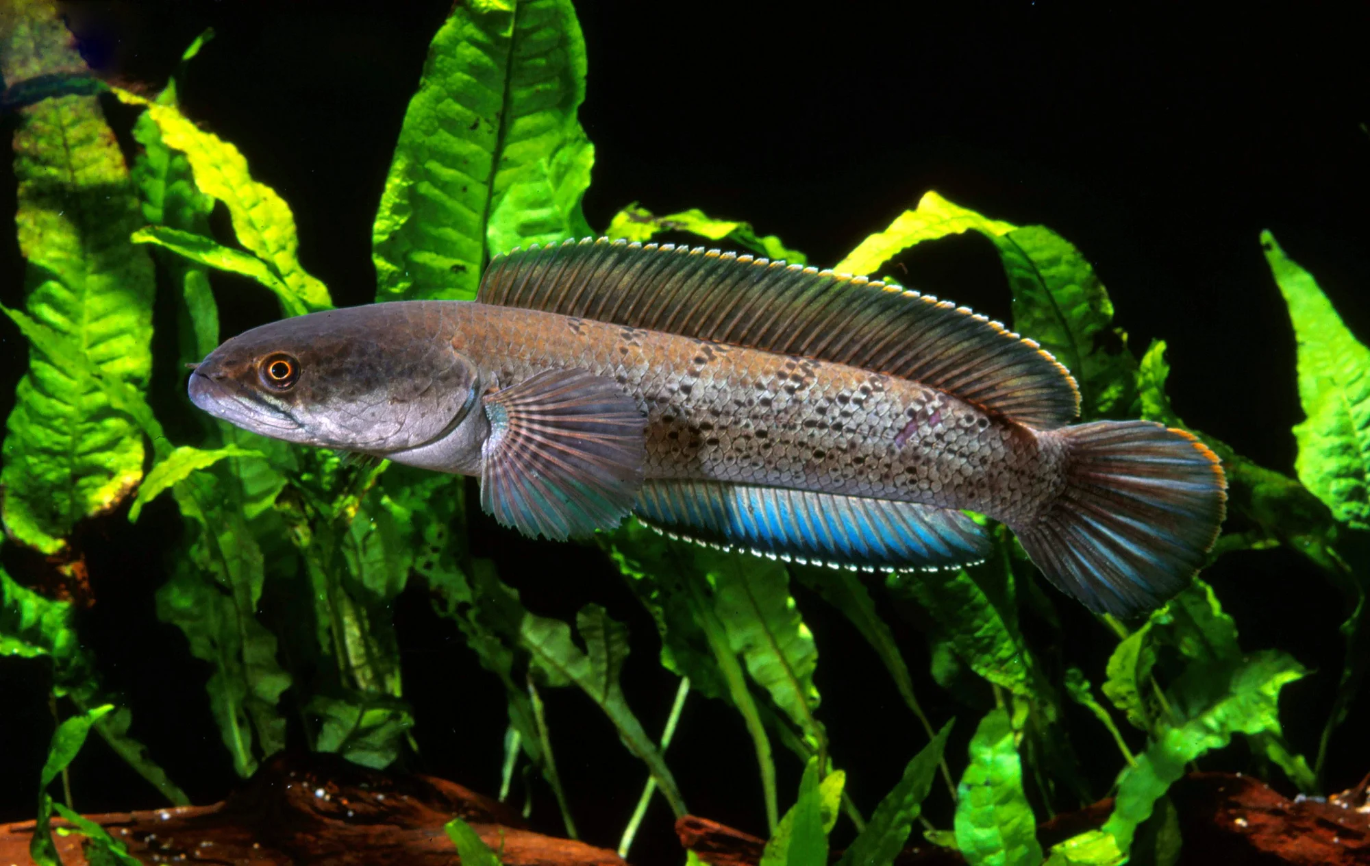 What Is Another Name For A Snakehead? – GAXXY