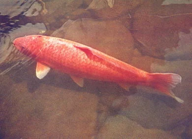 “Hanako”, by Dr. Komei Koshihara. 1971.08.14. JNPA .