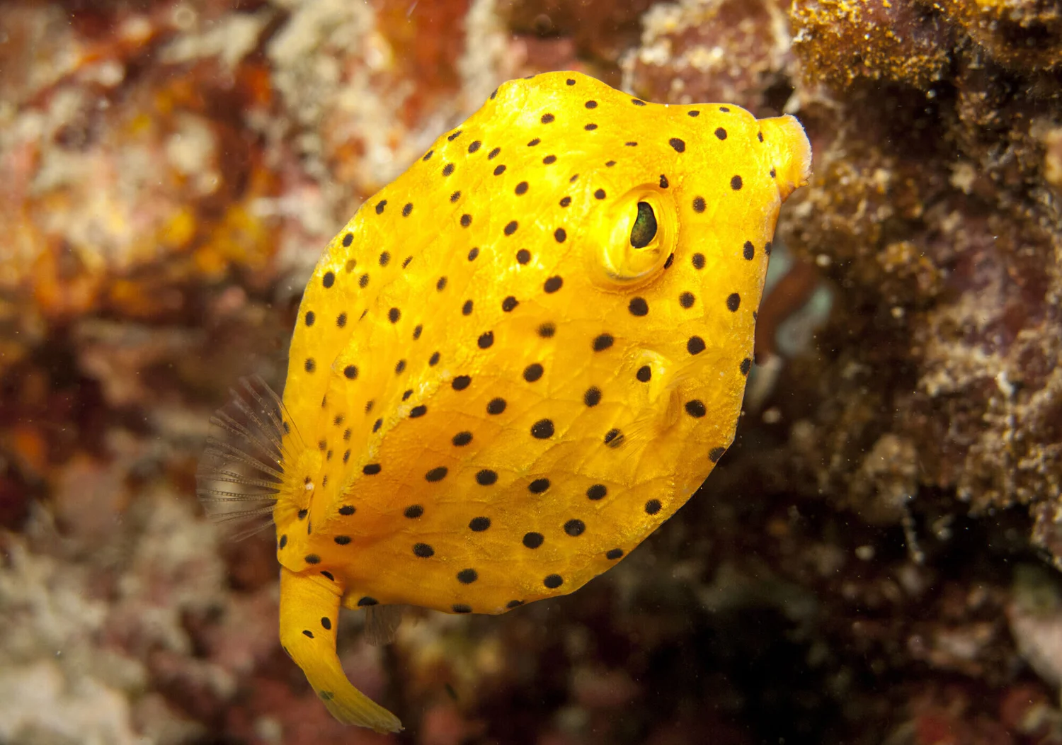 boxfish amarillo.jpg