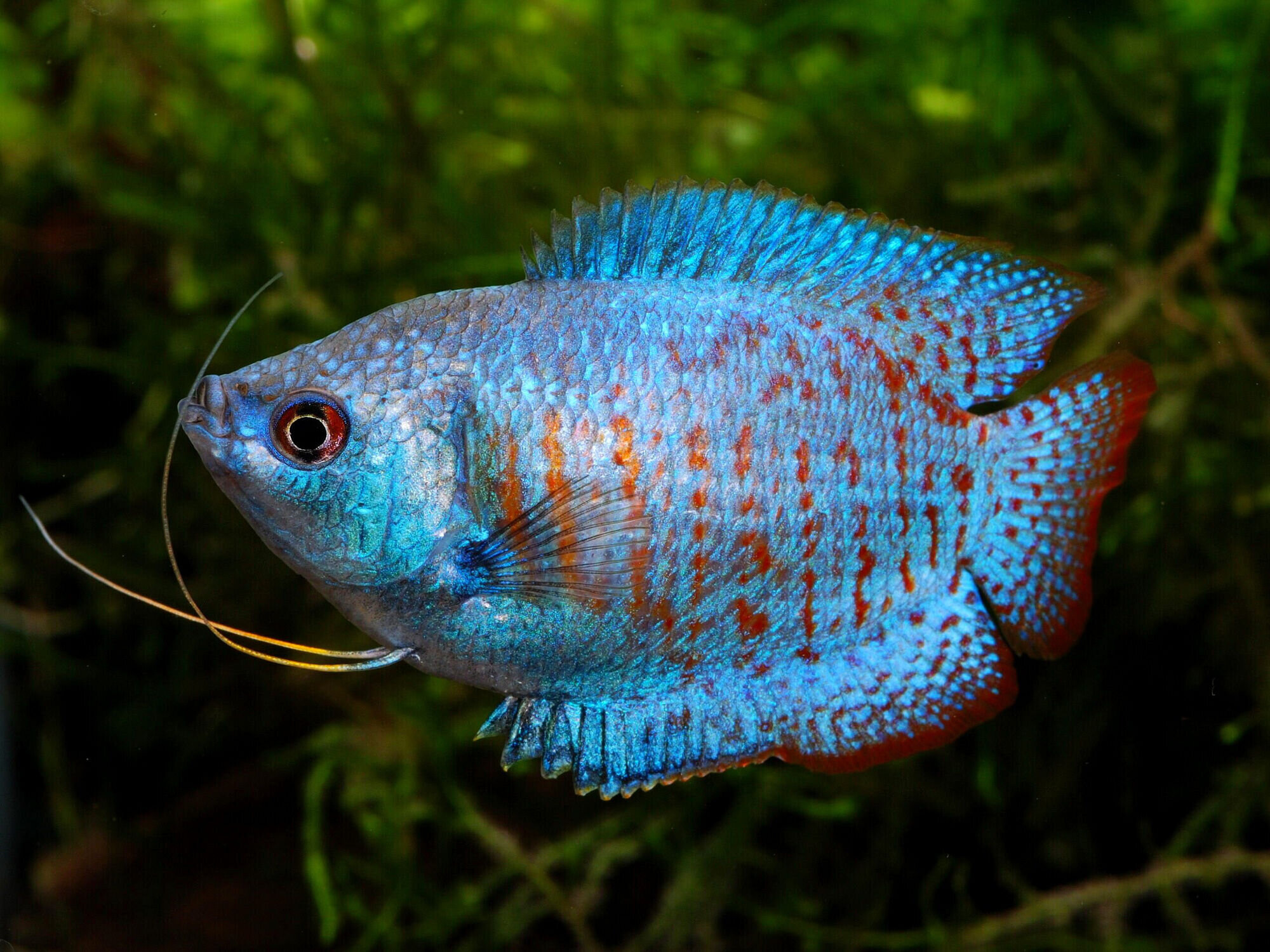 dwarf gourami freshwater fish