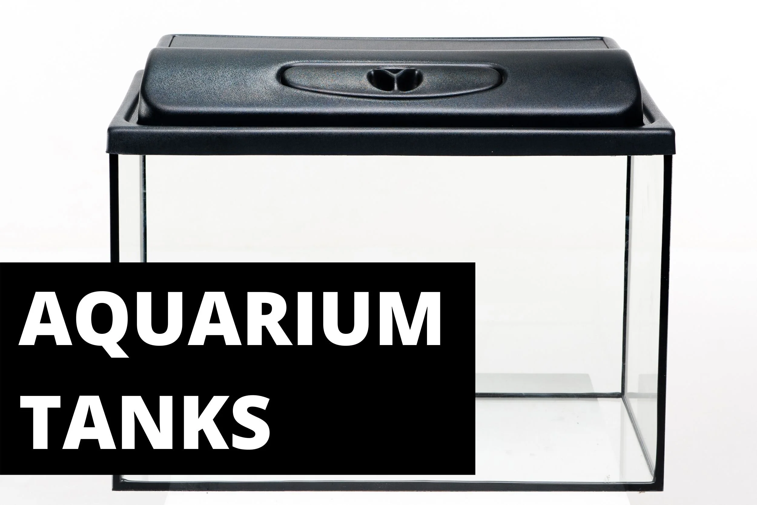 The World of Fishkeeping Fish Laboratory