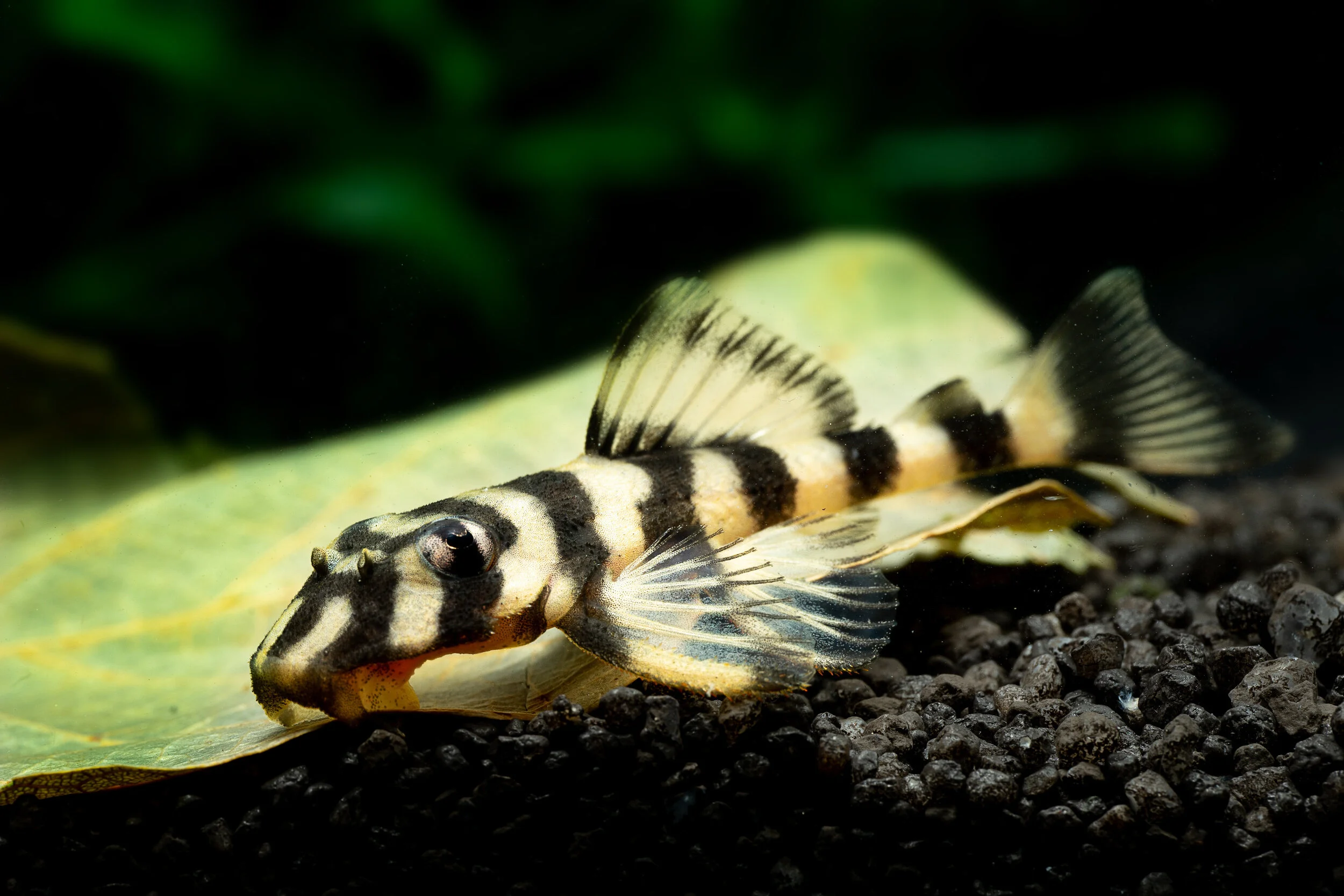 Butterfly Pleco Care Fish Laboratory butterfly-pleco-care-fish-laboratory